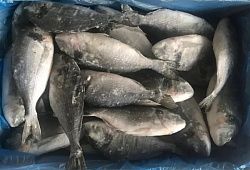Рыба Дорадо 300-400г (свежемороженая продукция)